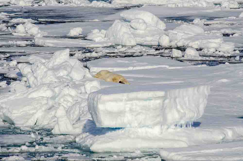 Oso Polar - islas Svalbard - Noruega 52.jpg